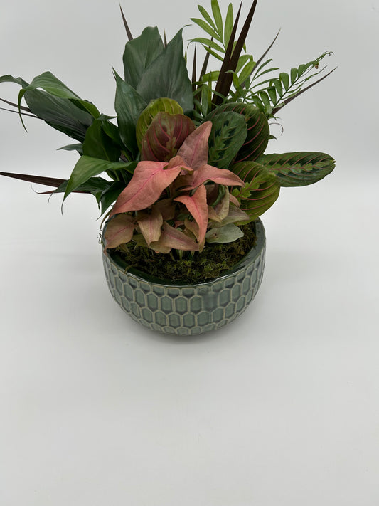 8" Dish Garden - Ceramic