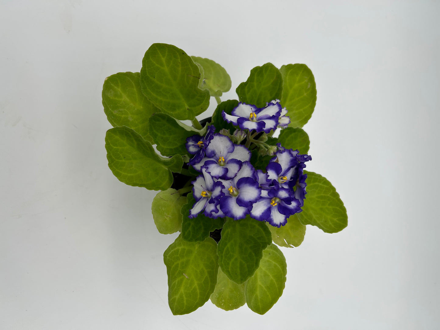 African Violet- White with Purple Edges