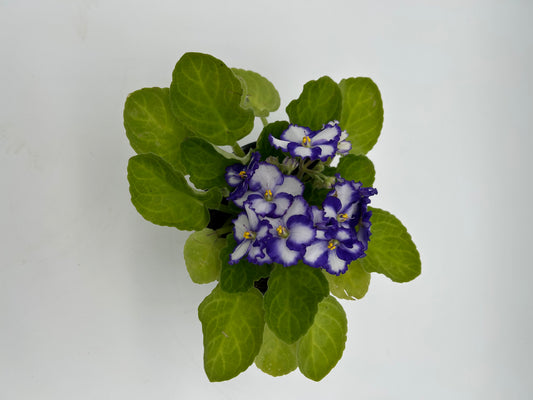 African Violet- White with Purple Edges