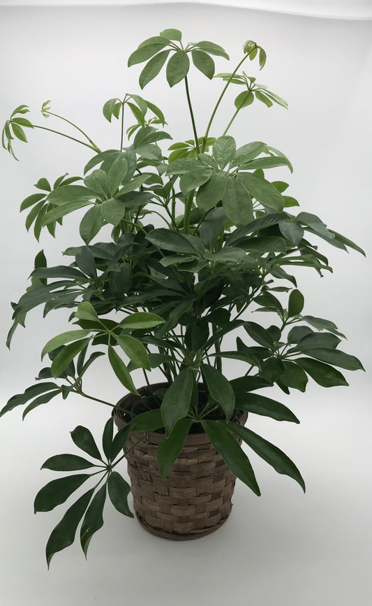 6" Schefflera Houseplant