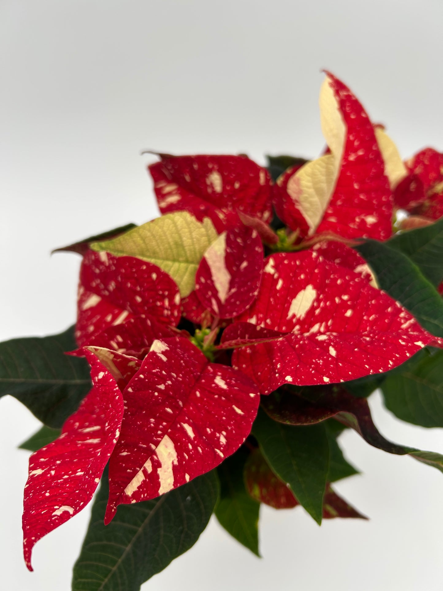 4.5" Poinsettia - Speckled Red
