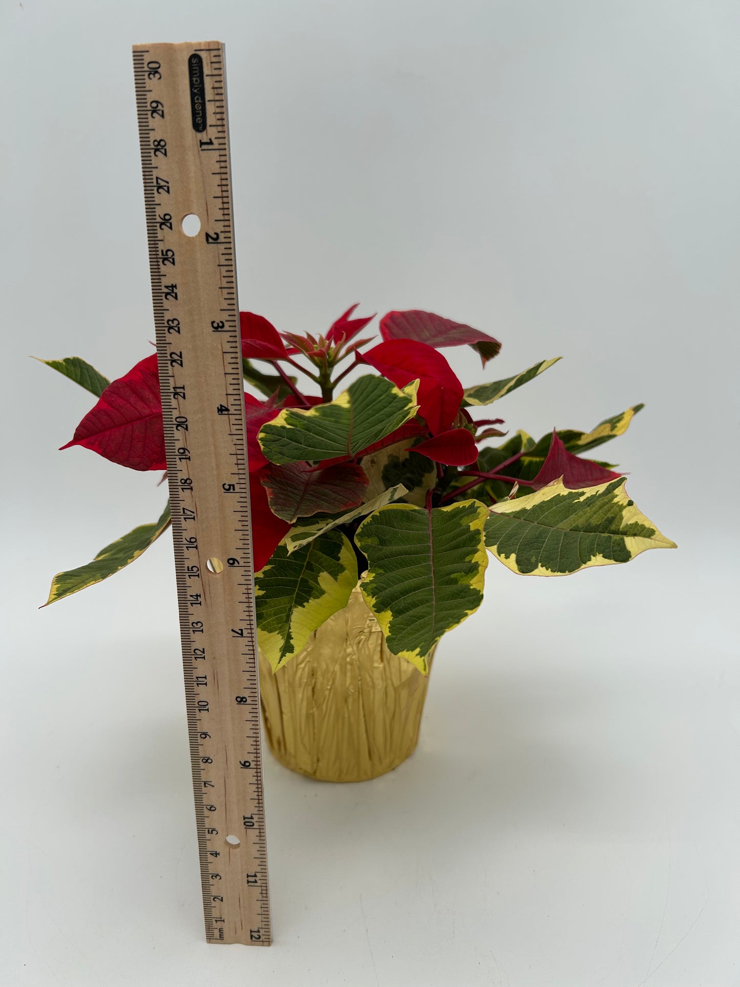 4.5" Poinsettia - Tapestry Red