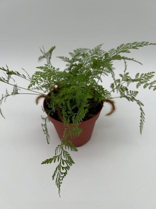 4" Rabbit Foot Fern