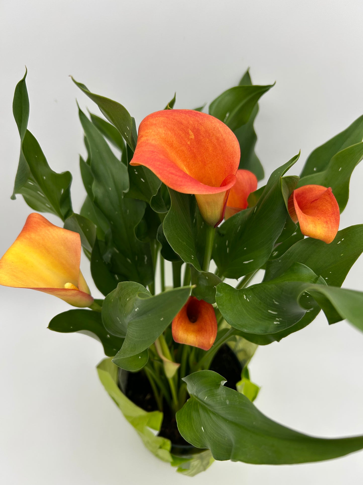 6" Calla Lily - Orange/Yellow
