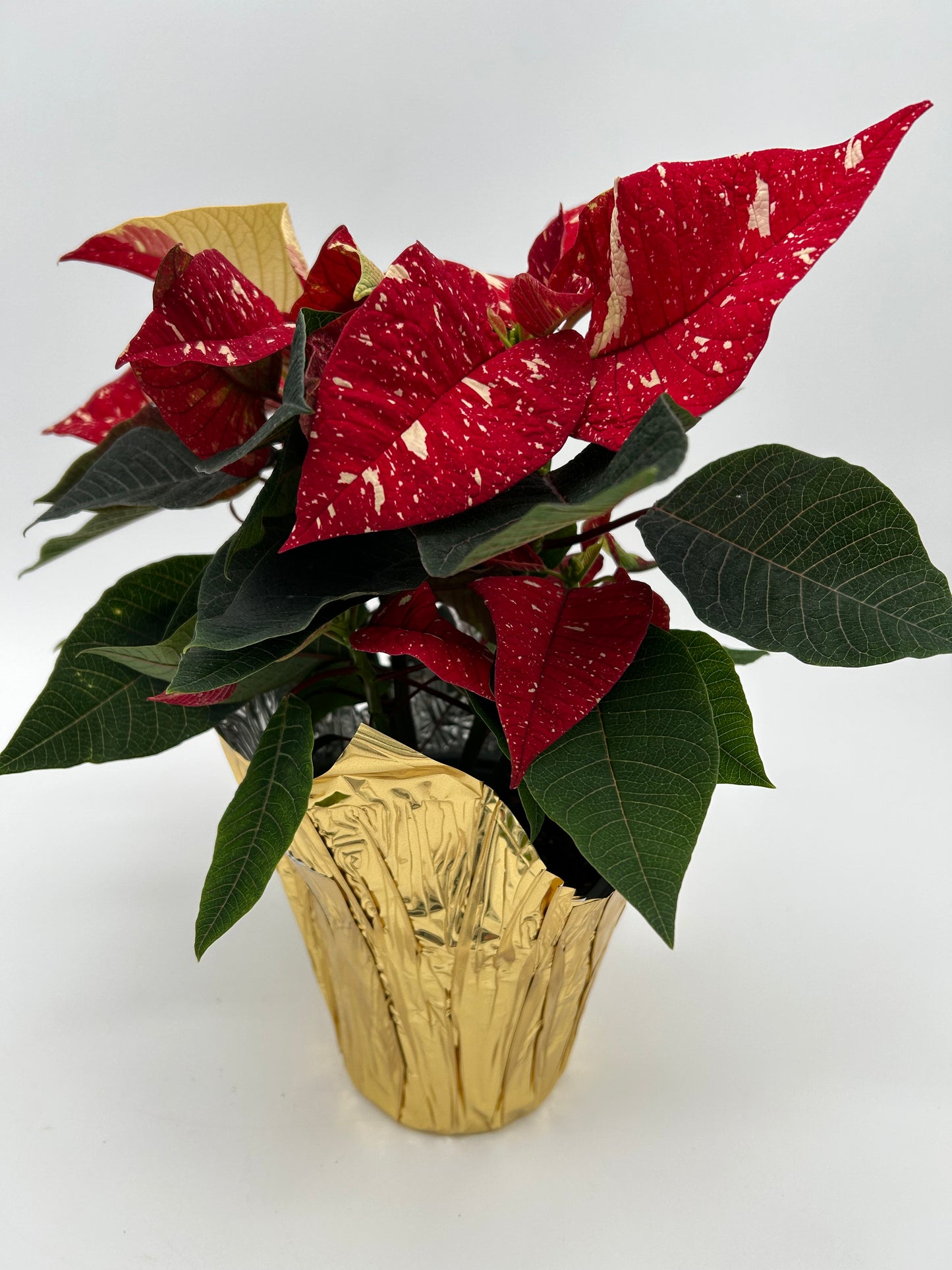 4.5" Poinsettia - Speckled Red