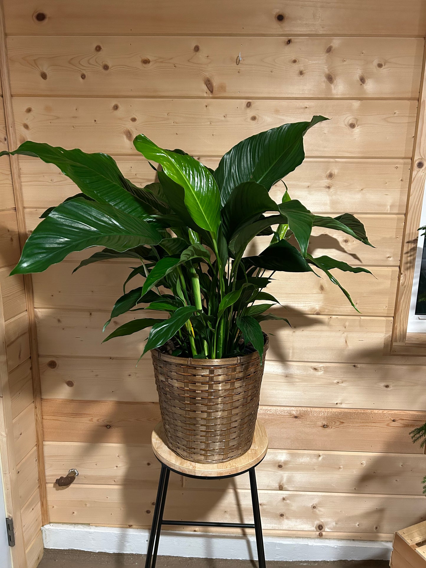8" Peace Lily
