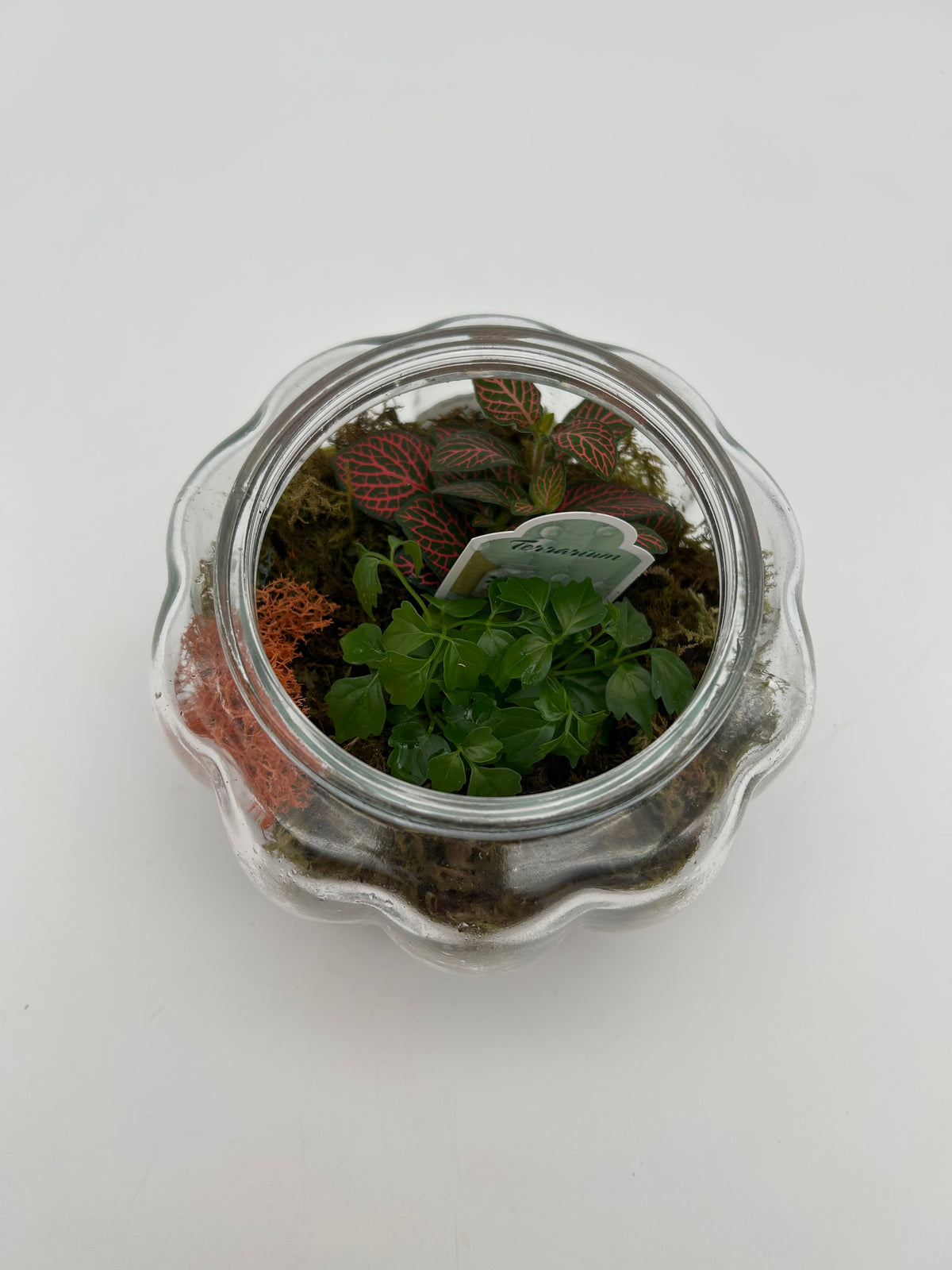 6" Glass Pumpkin Terrarium