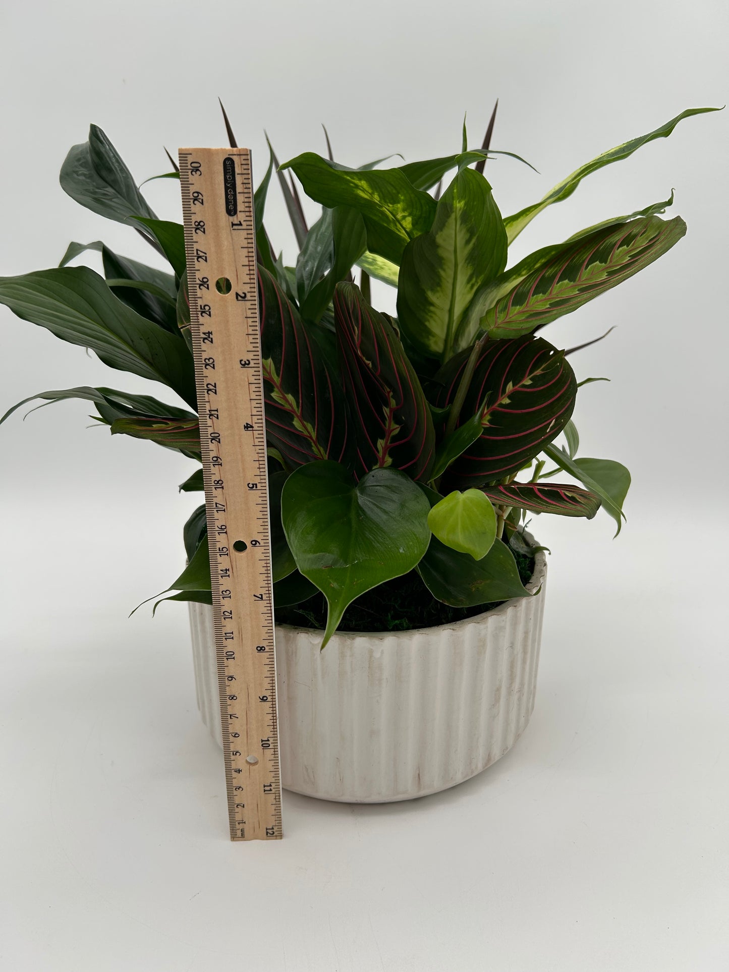 8" Ceramic Dish Garden