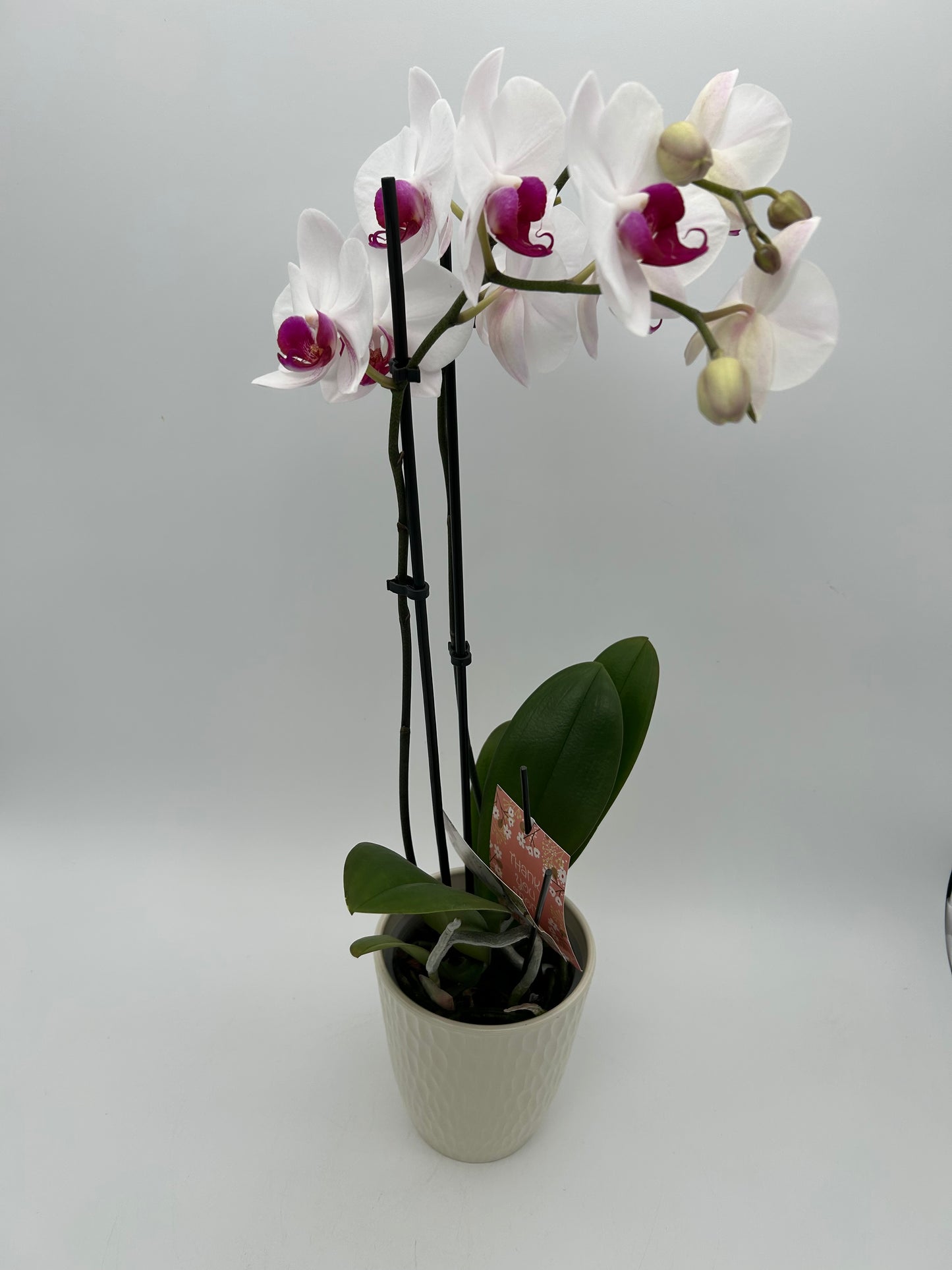 Orchid in Ceramic Pot
