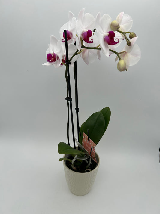Orchid in Ceramic Pot