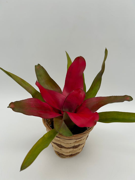 4" Bromeliad "Fireball" Plant