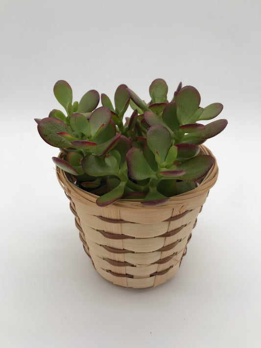 4” Jade Plant