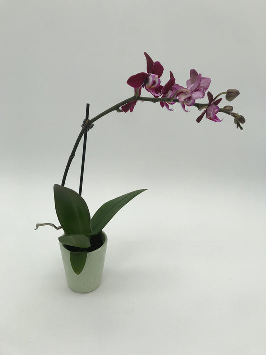 2.5” Orchid