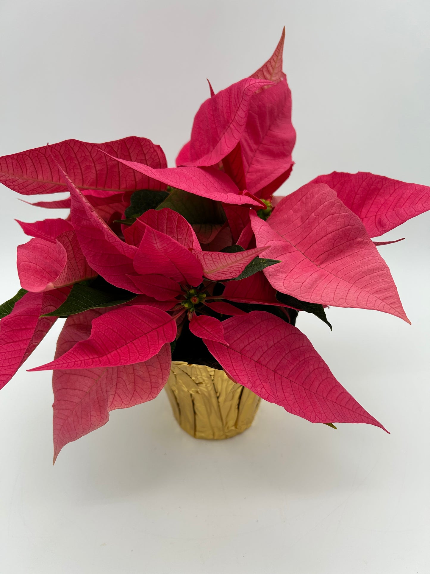 4.5" Poinsettia - Pink