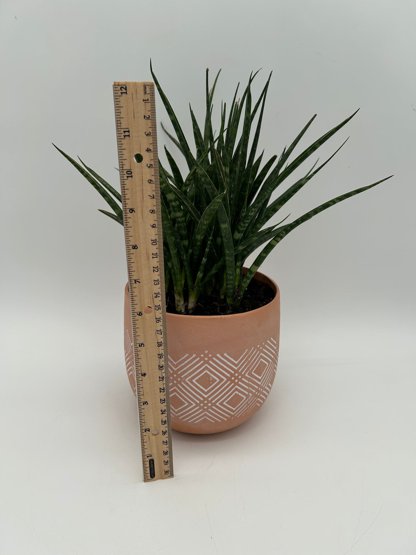 6" Spear Sansevieria Plant