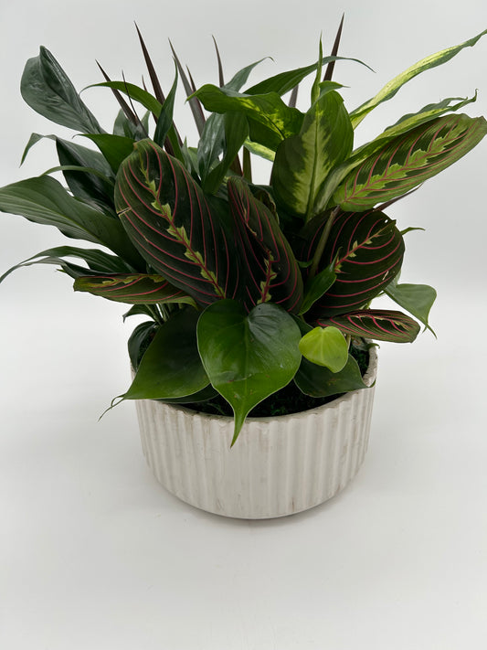 8" Ceramic Dish Garden