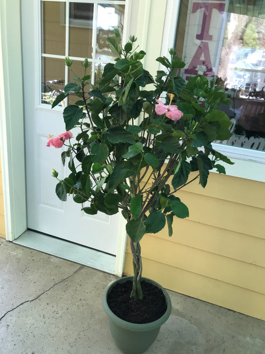 Hibiscus Multicolored Braided Tree (Patio)