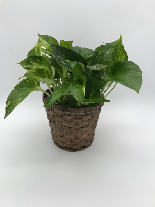 6" Golden Queen Pothos