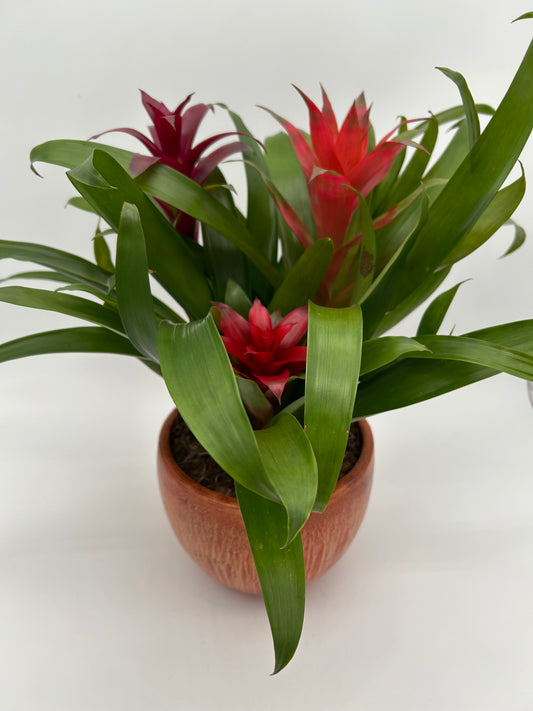 Bromeliad Garden