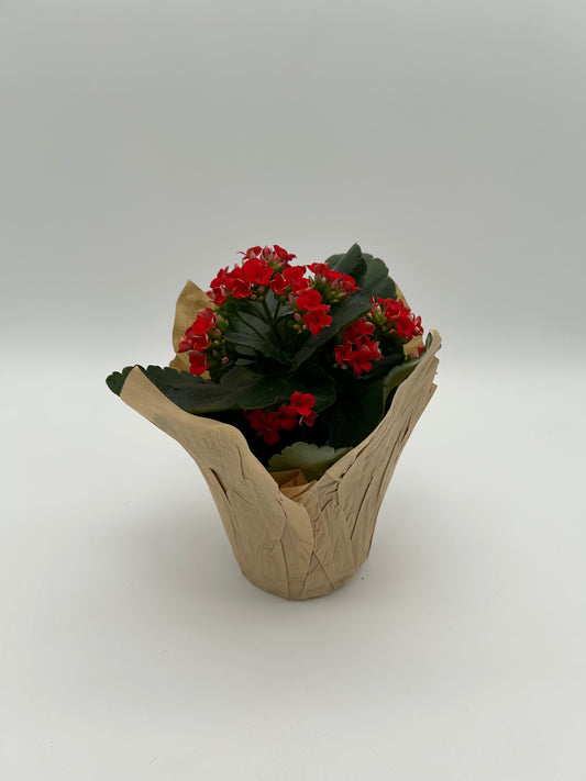 4" Kalanchoe - Red