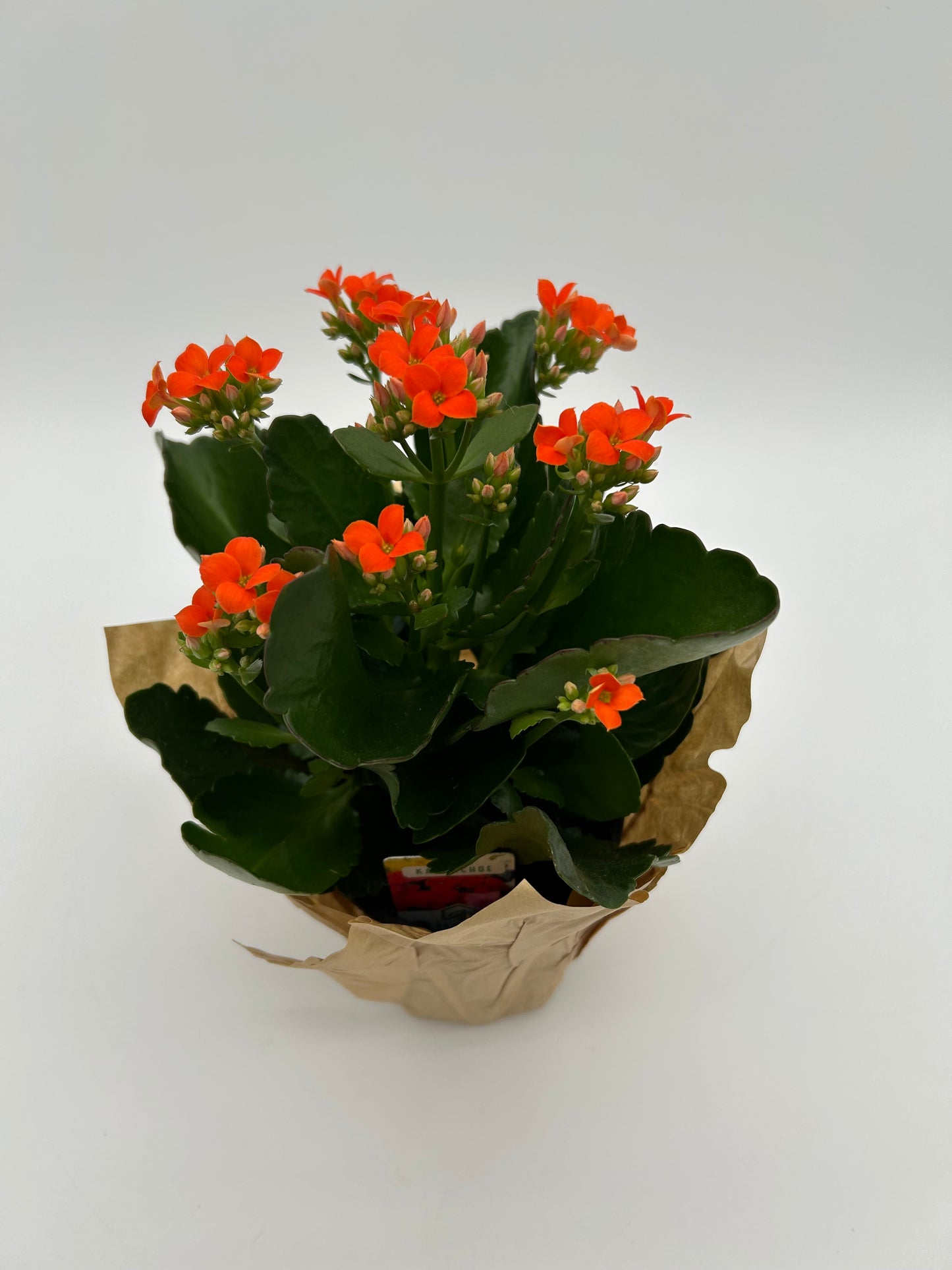 4"Kalanchoe-Orange