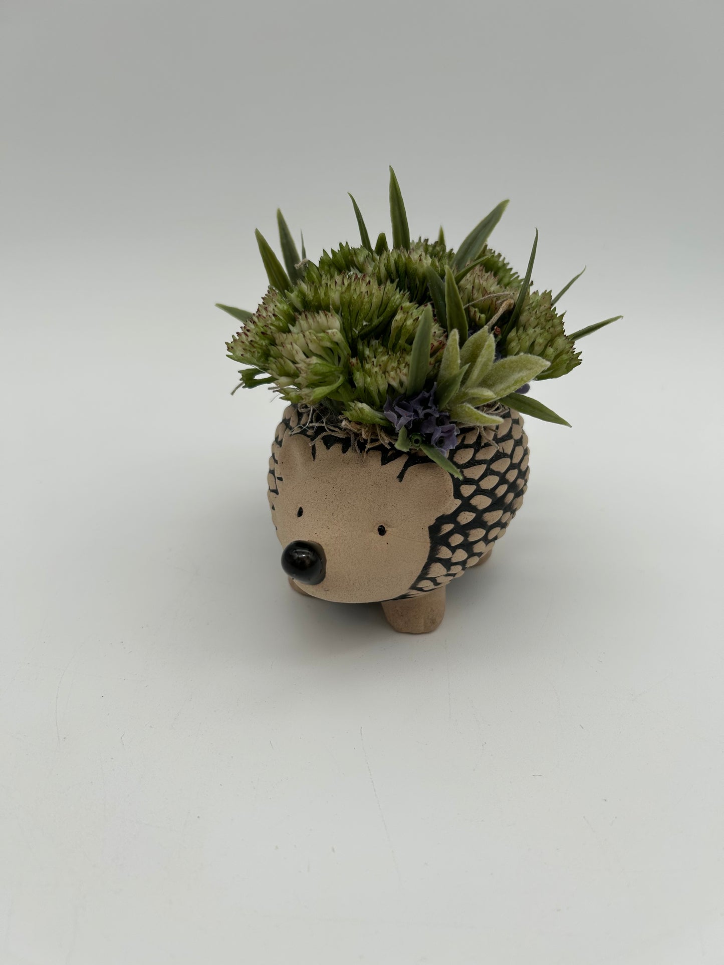 Little Hedgy- artificial arrangement