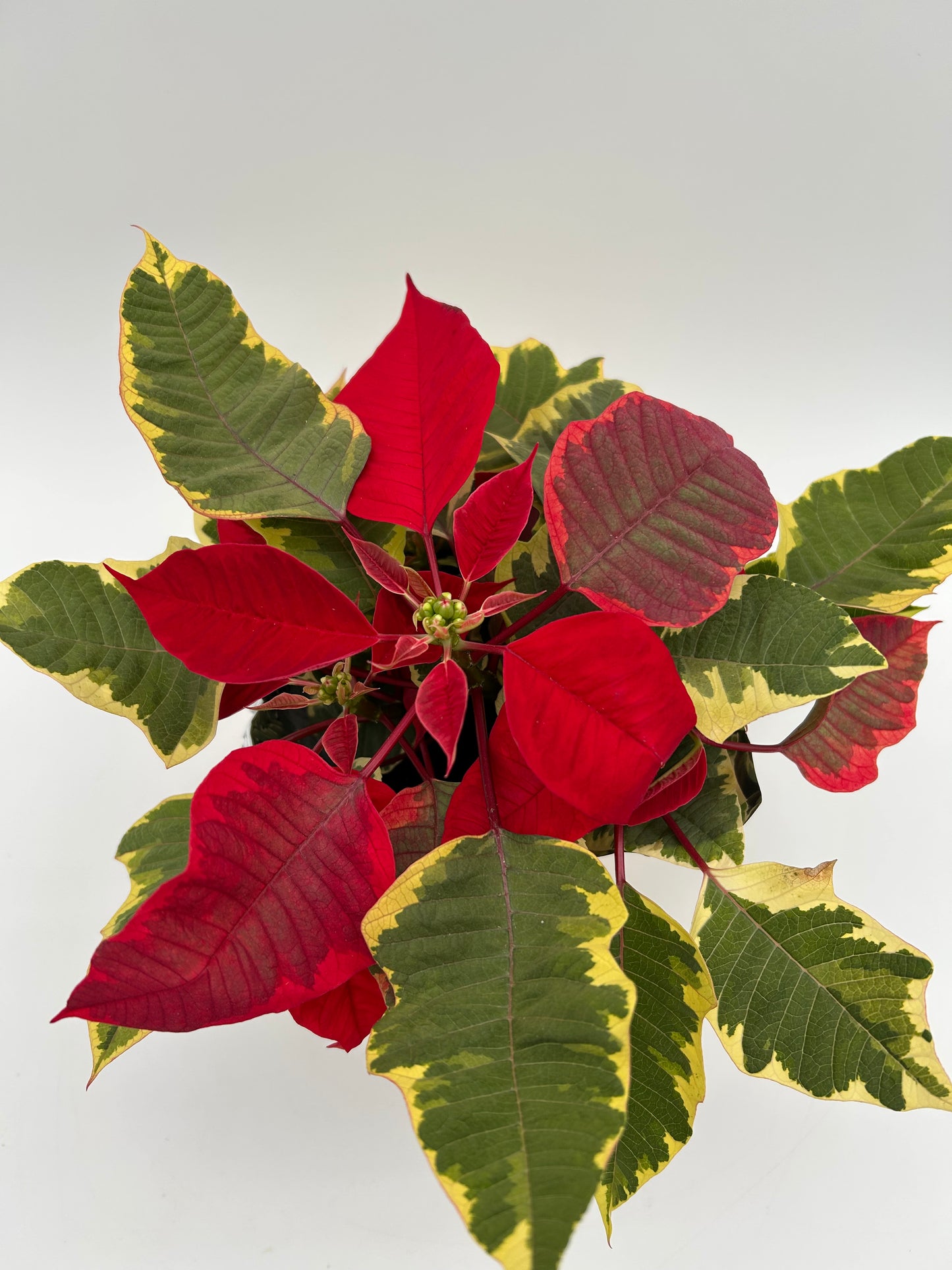 4.5" Poinsettia - Tapestry Red