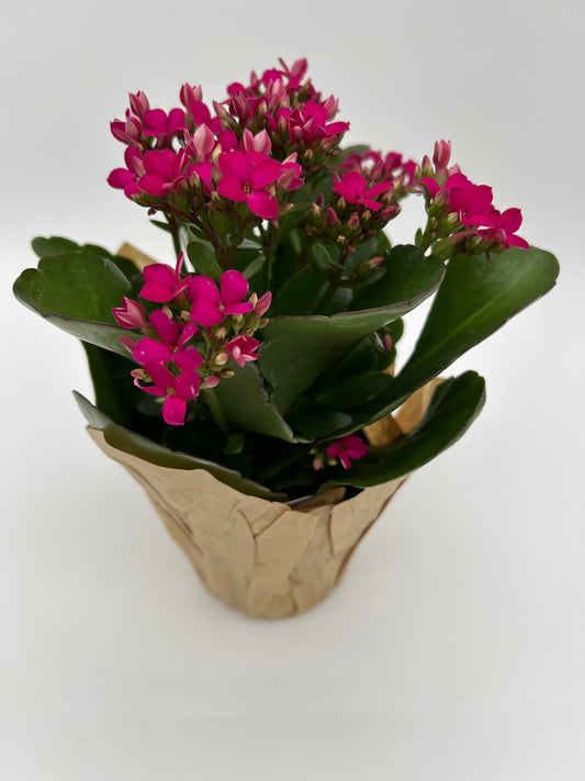 4"Kalanchoe-Pink