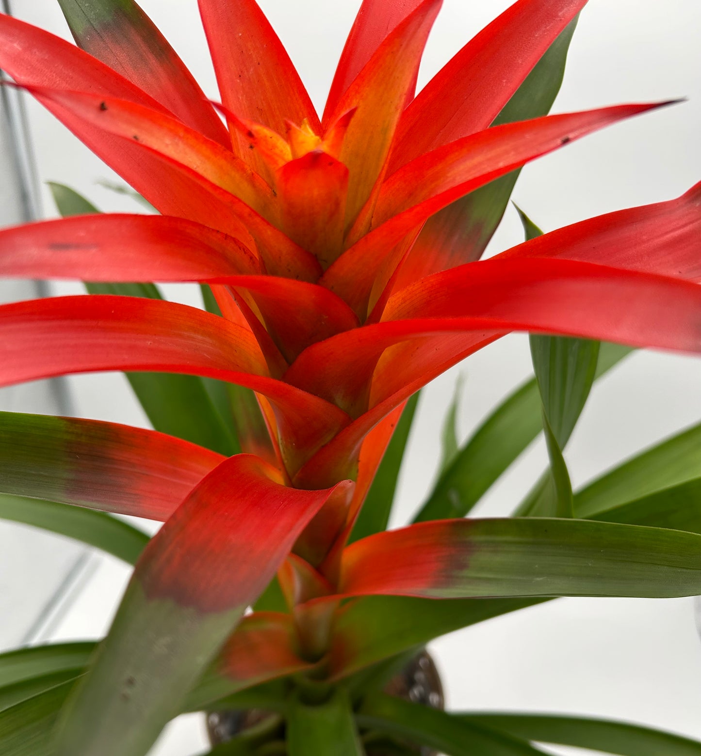 6" Bromeliad -Orange