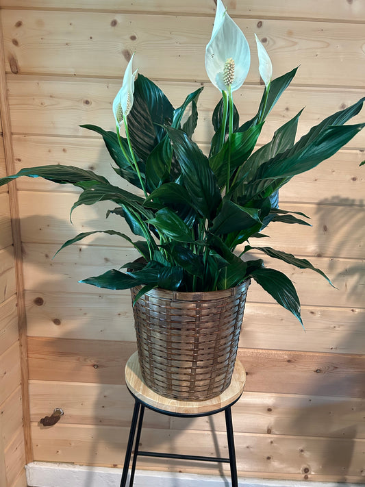 8" Peace Lily