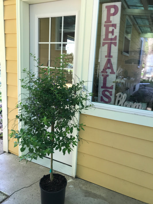 Duranta Tree (Patio)
