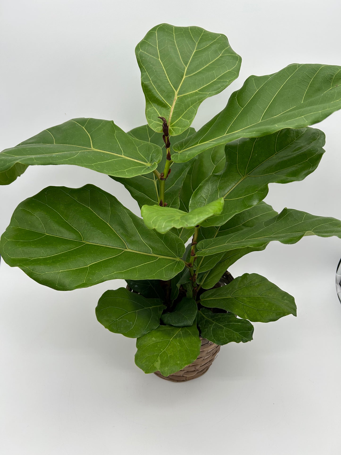 6" Fiddle Leaf Fig Plant