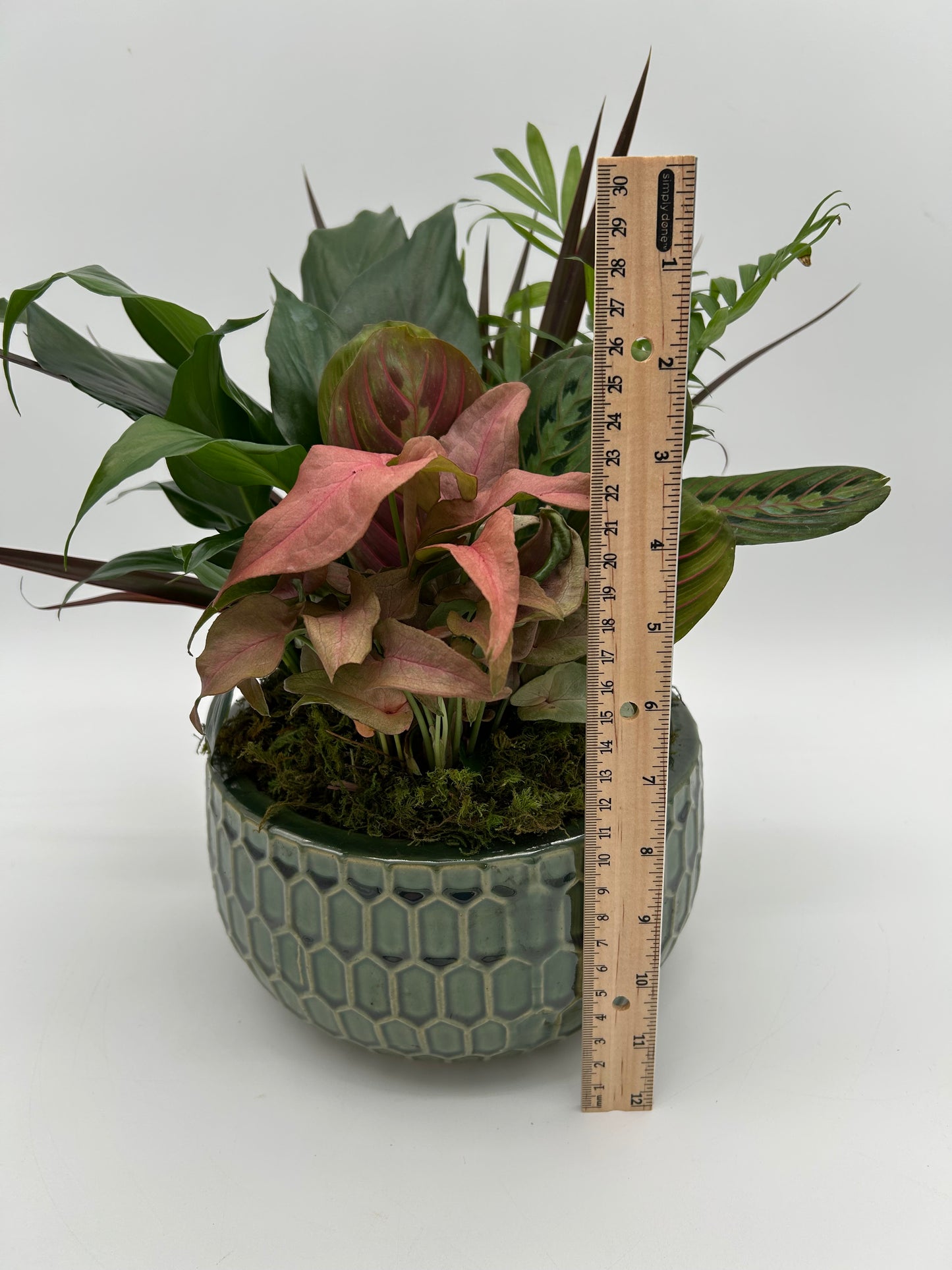 8" Dish Garden - Ceramic