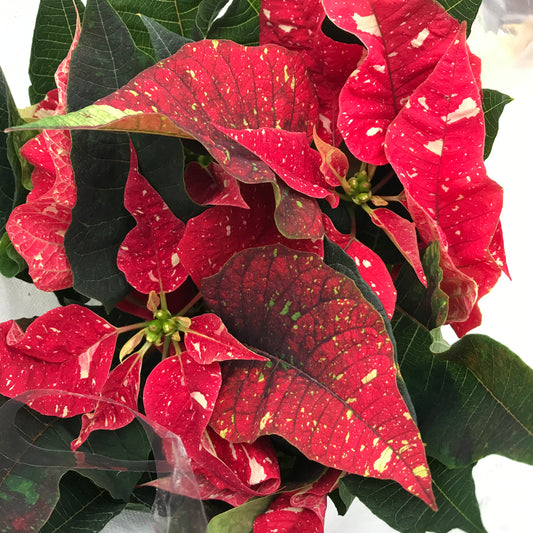 4" Poinsettia