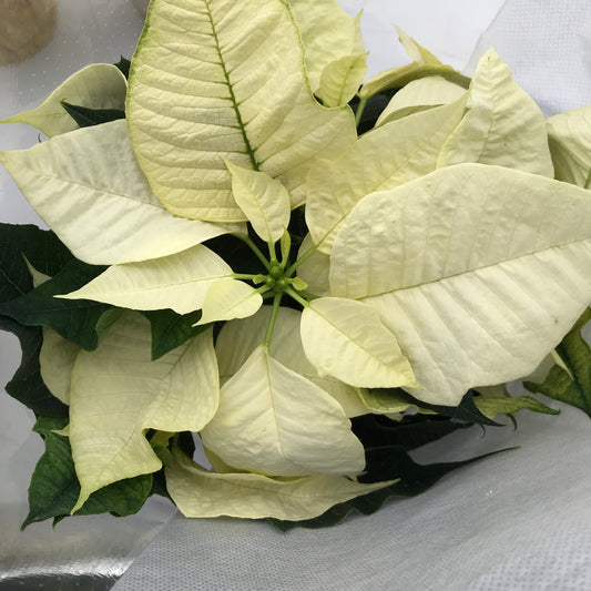 4" Poinsettia