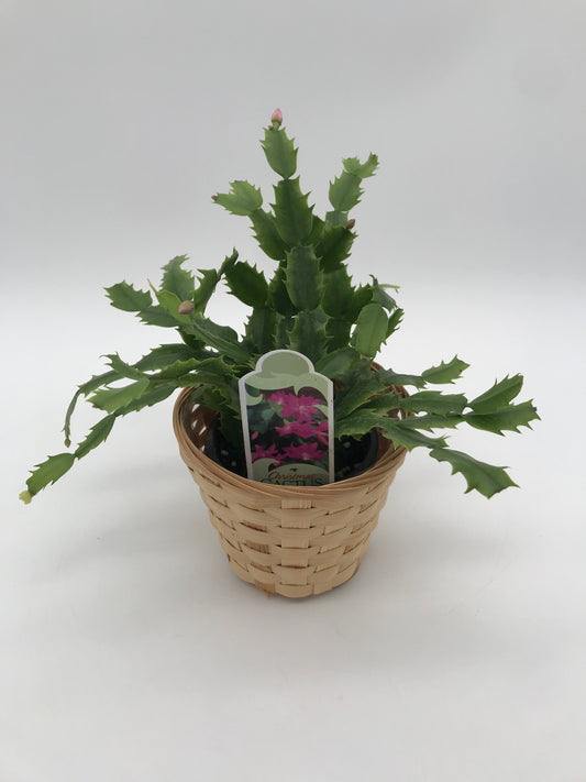 4" Christmas Cactus