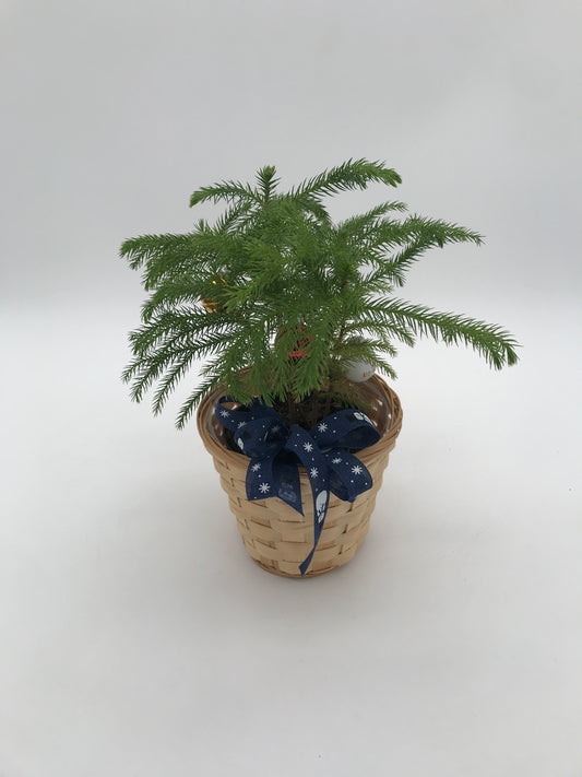 4" Norfolk Island Pine