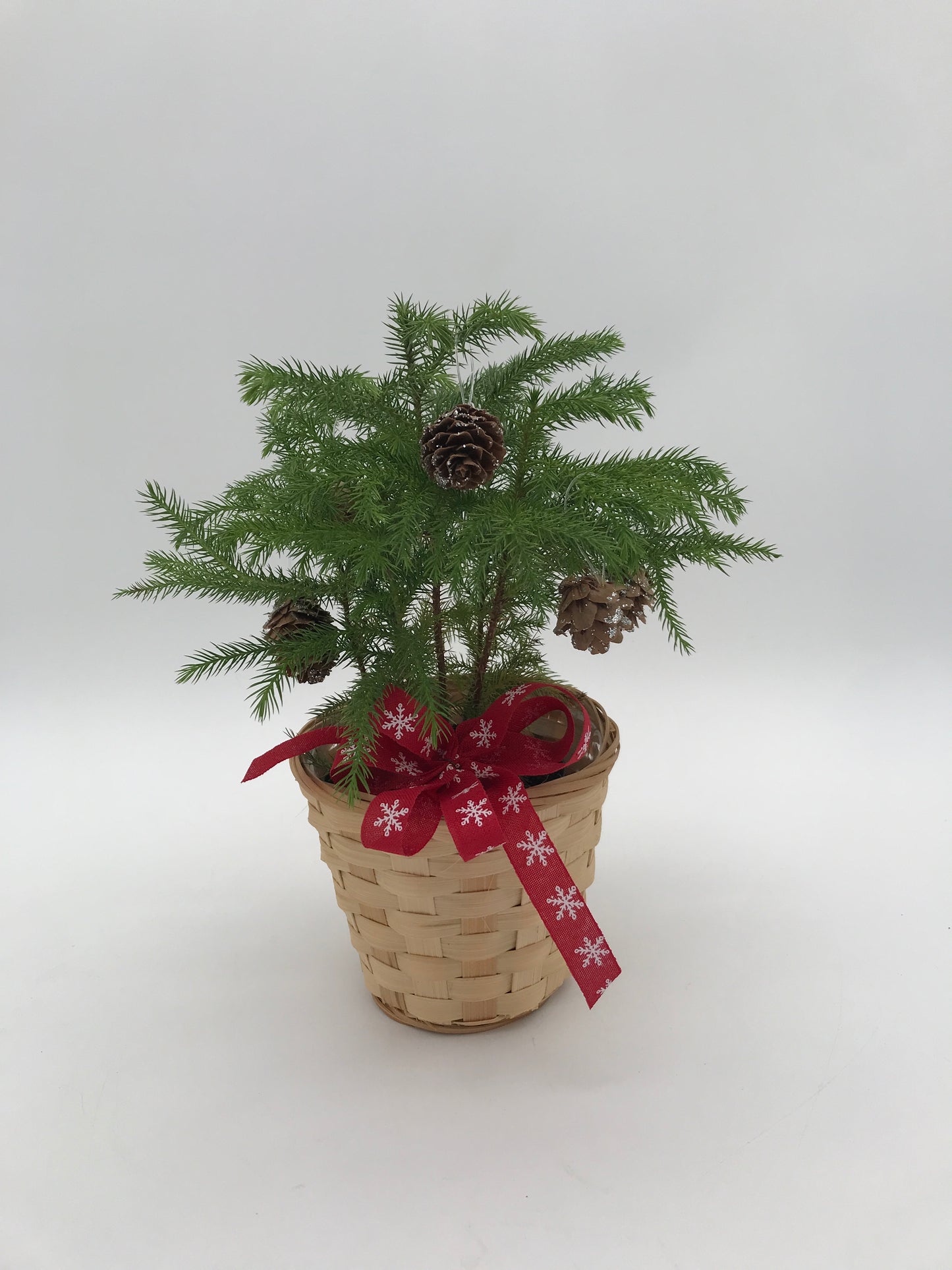 4" Norfolk Island Pine