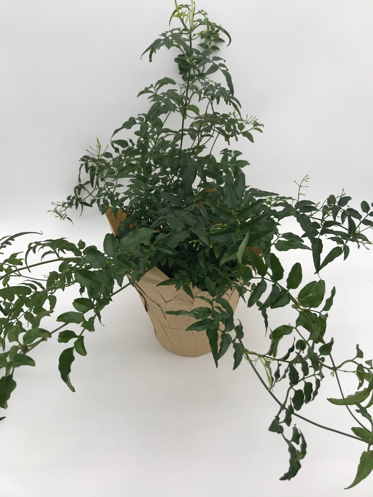 6" Jasmine Plant