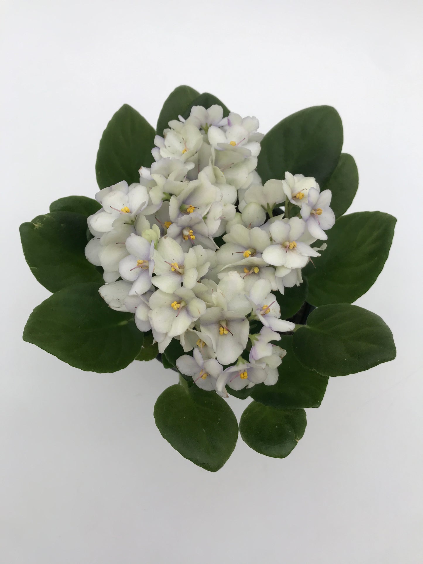 4" African Violets - White/Lavender (green pot)