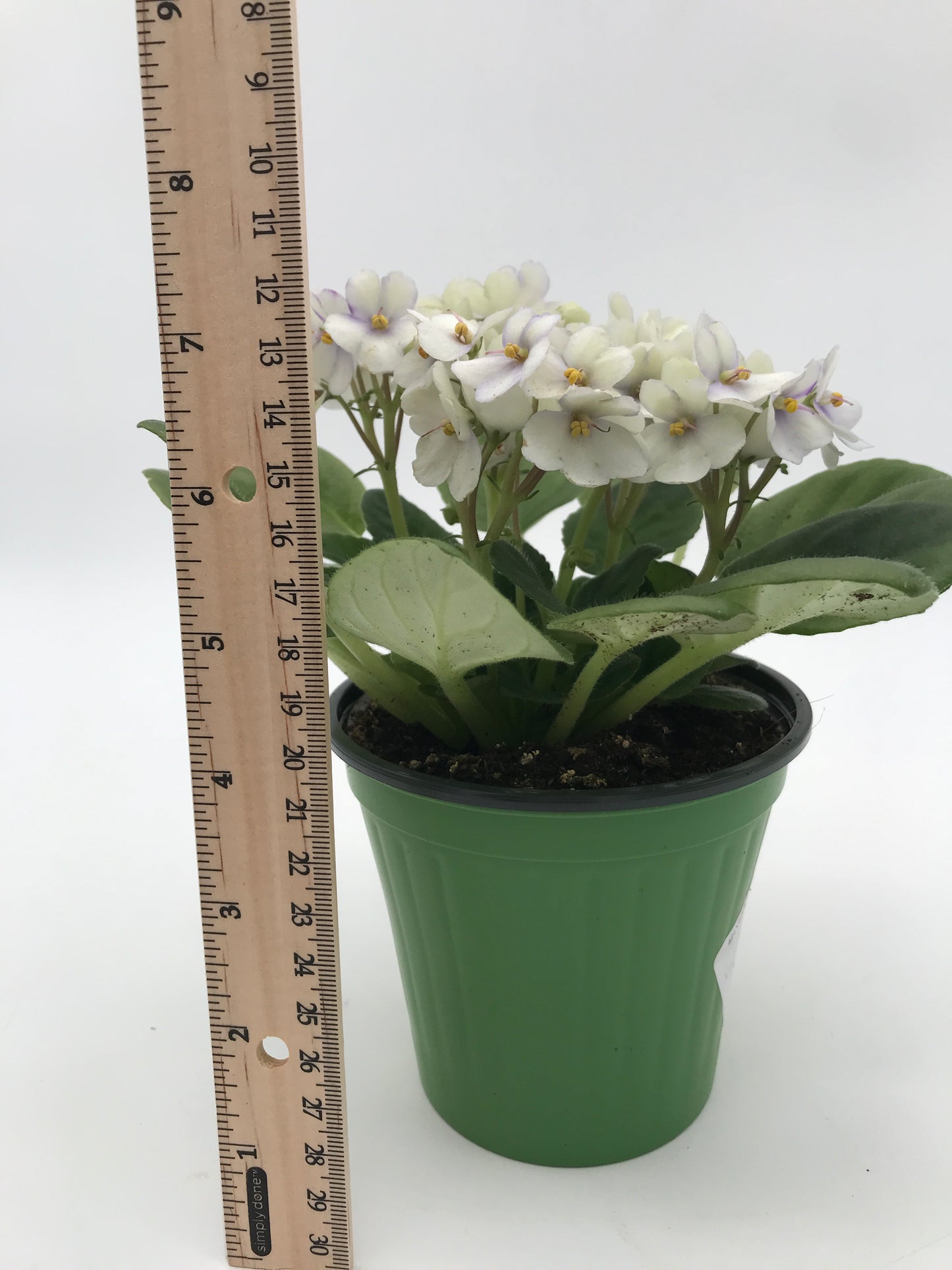 4" African Violets - White/Lavender (green pot)