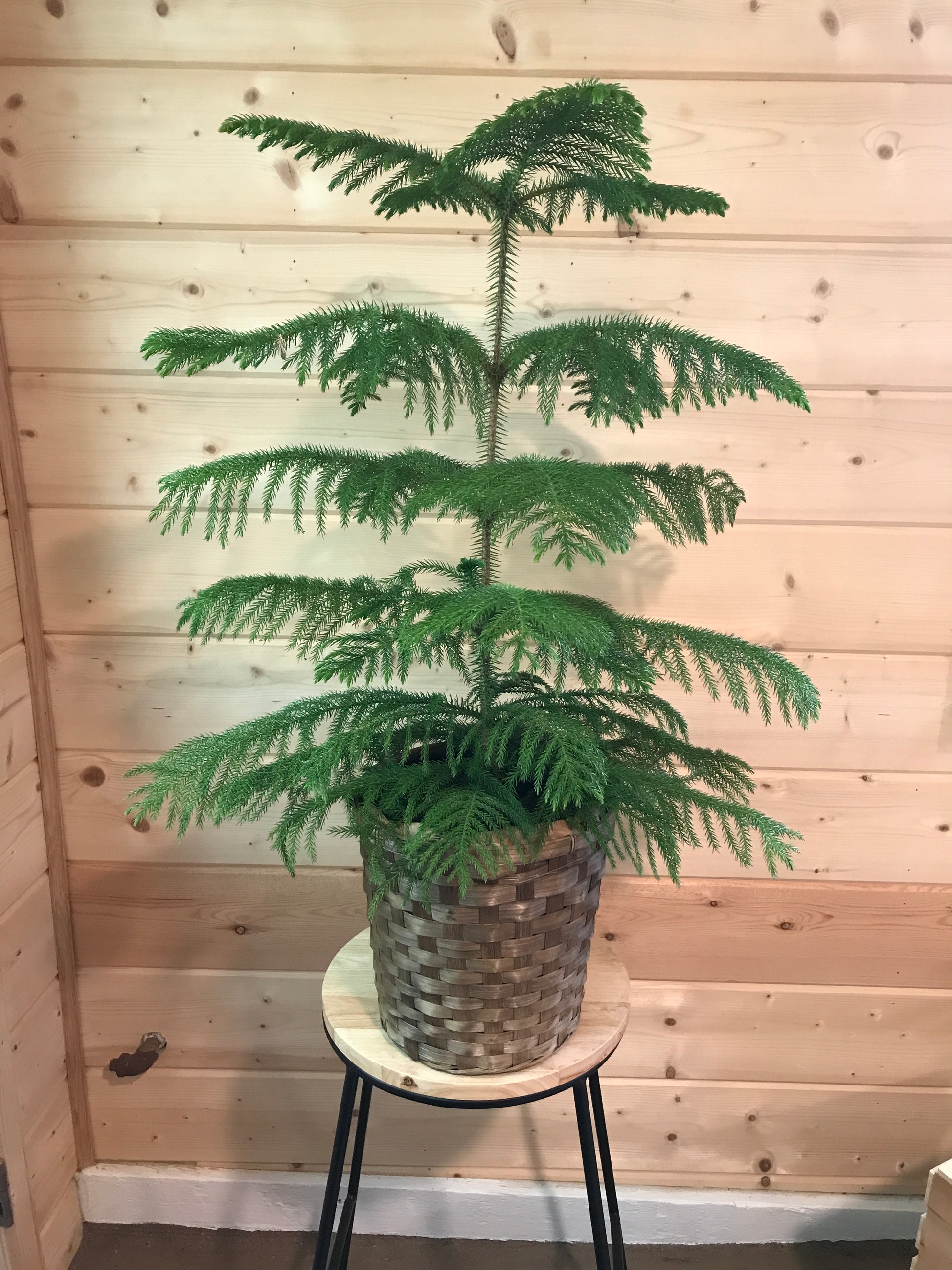 indoor pine plant 8" Norfolk Pine (Easy Care Plant)