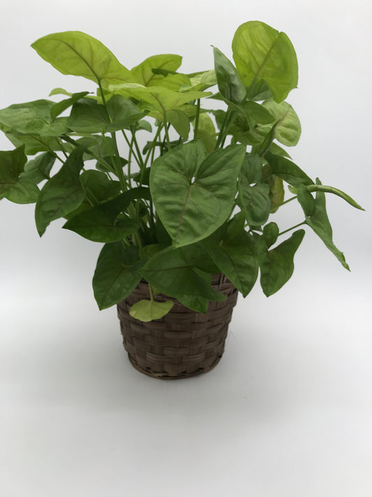 6" Butterfly Plant
