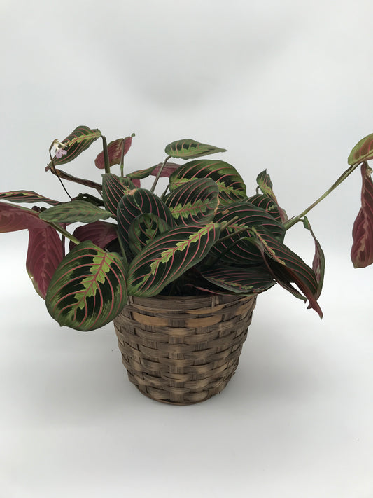 5" Prayer Plant