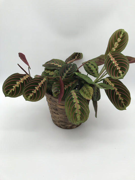 5" Prayer Plant