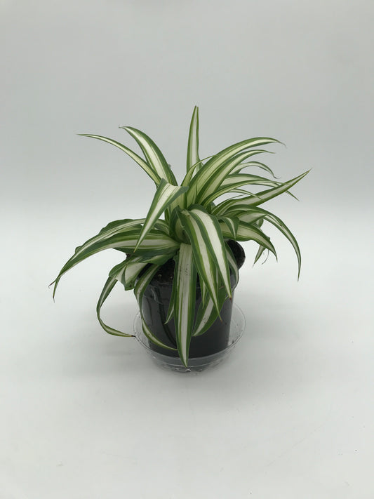 4" Spider Plant