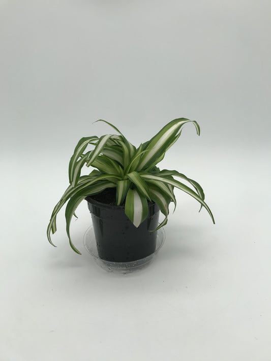 4" Spider Plant