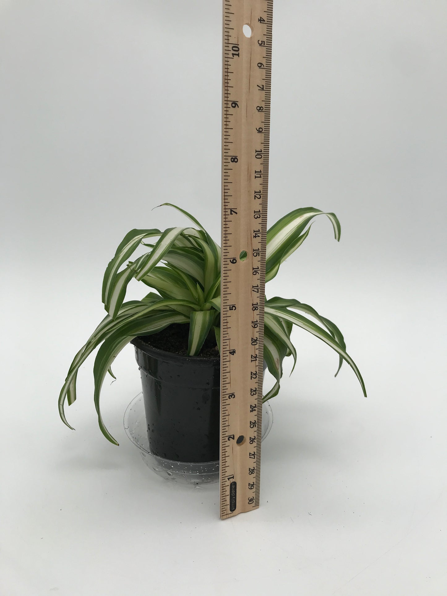 4" Spider Plant