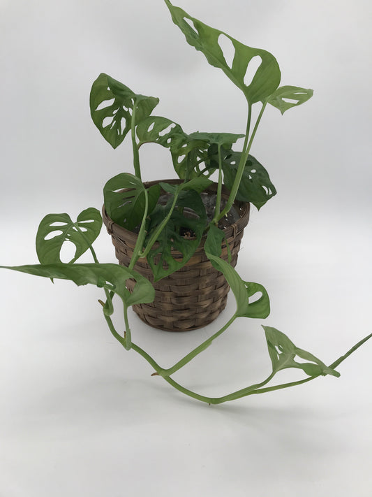 5" Philly Swiss Cheese Plant