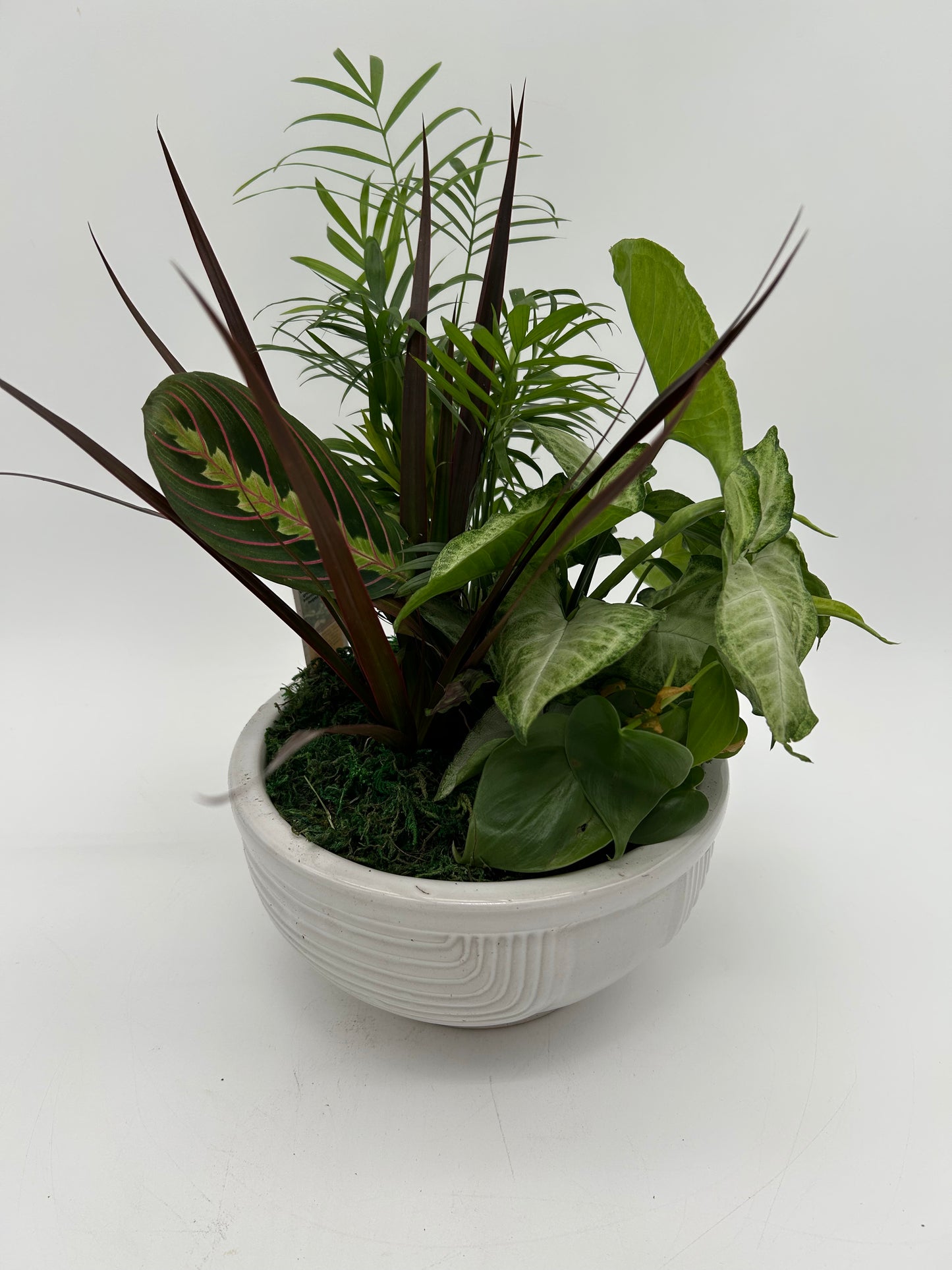 8" Dish Garden (ceramic pot)